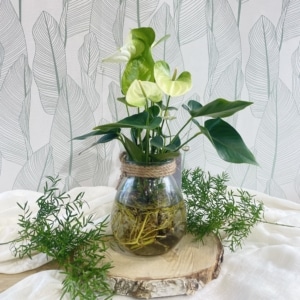 Anthurium. Plante en eau. Plante tropicale. Plante en aquaculture. Anthurium blanc en aquaculture.