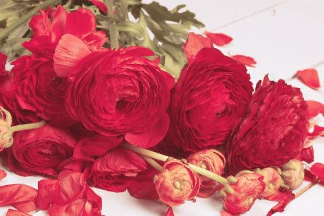 Renoncules. Fleuriste Angers. Fleurs de France.