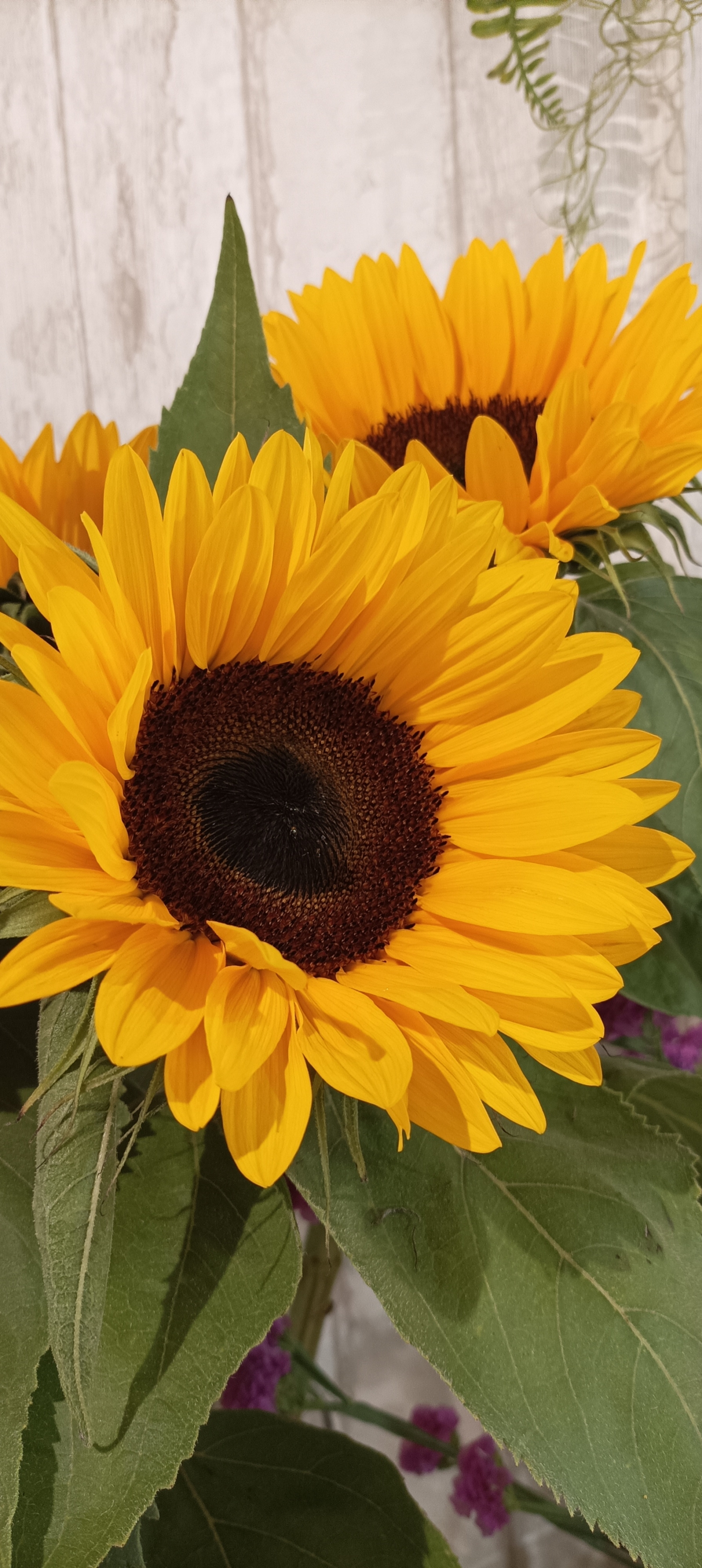 Tournesols. Fleuriste Angers. Fleurs locales. Fleuriste Saint Barth.